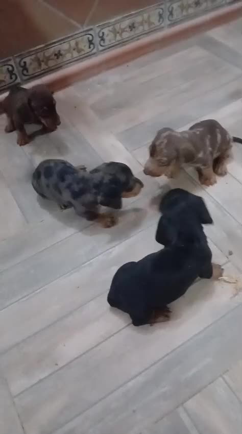 Teckel Miniatura perros en venta: Teckel kanichen  - Video 1