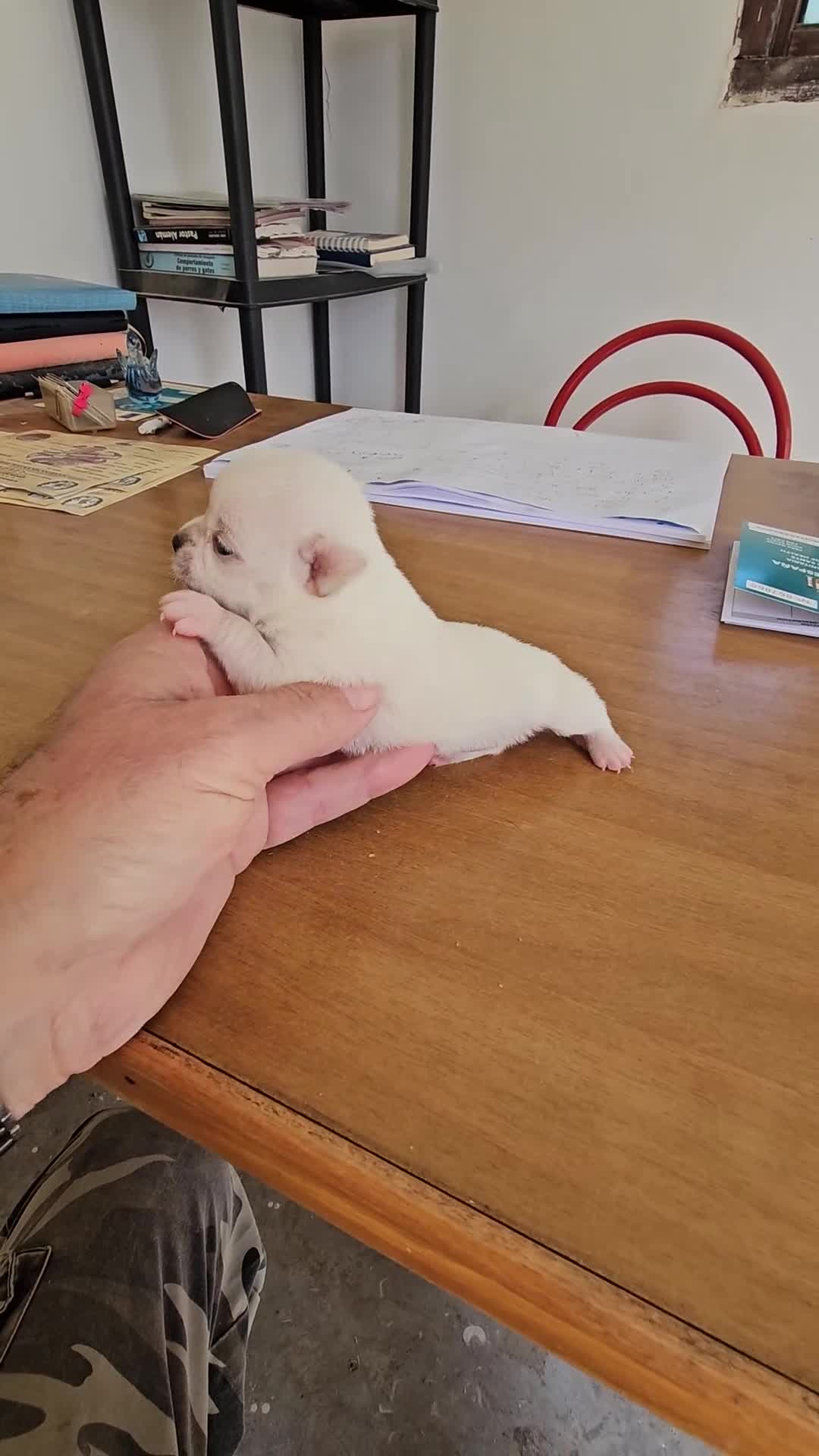 Chihuahua perros en venta: Chihuahuas mini toy  - Video 1