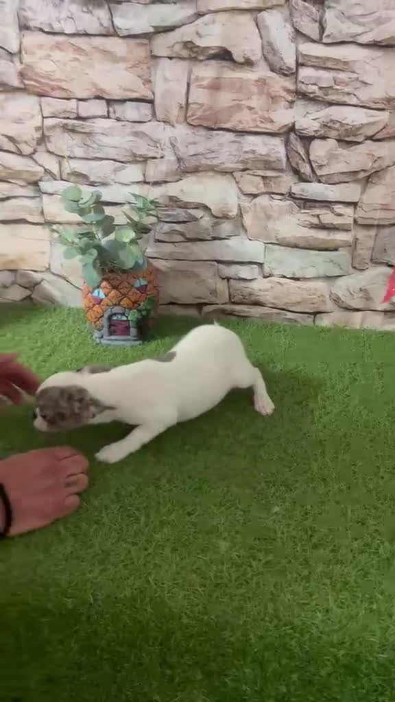 Chihuahua perros en venta: CHIHUAHUA EXÓTICO MERLE - Video 1