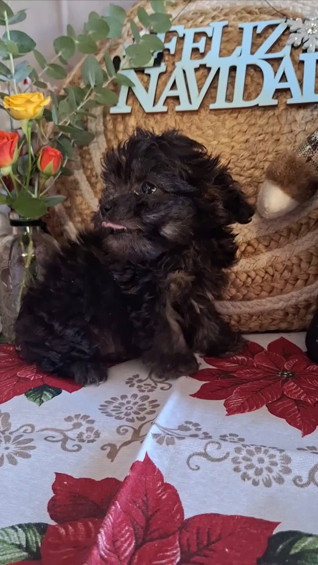 Maltipoo perros en venta: MALTIPOO TOY - Video 4