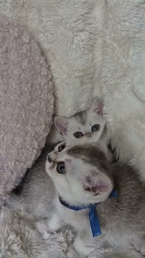 Británico de Pelo Corto gatos en venta: British color Silver Shaded - Video 2