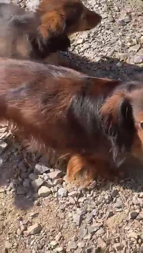 Teckel Miniatura perros en venta: Macho miniatura pelo largo  - Video 2