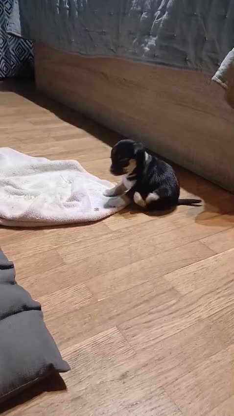 Chihuahua perros en venta: CACHORROS DE CHIHUAHUA - Video 1