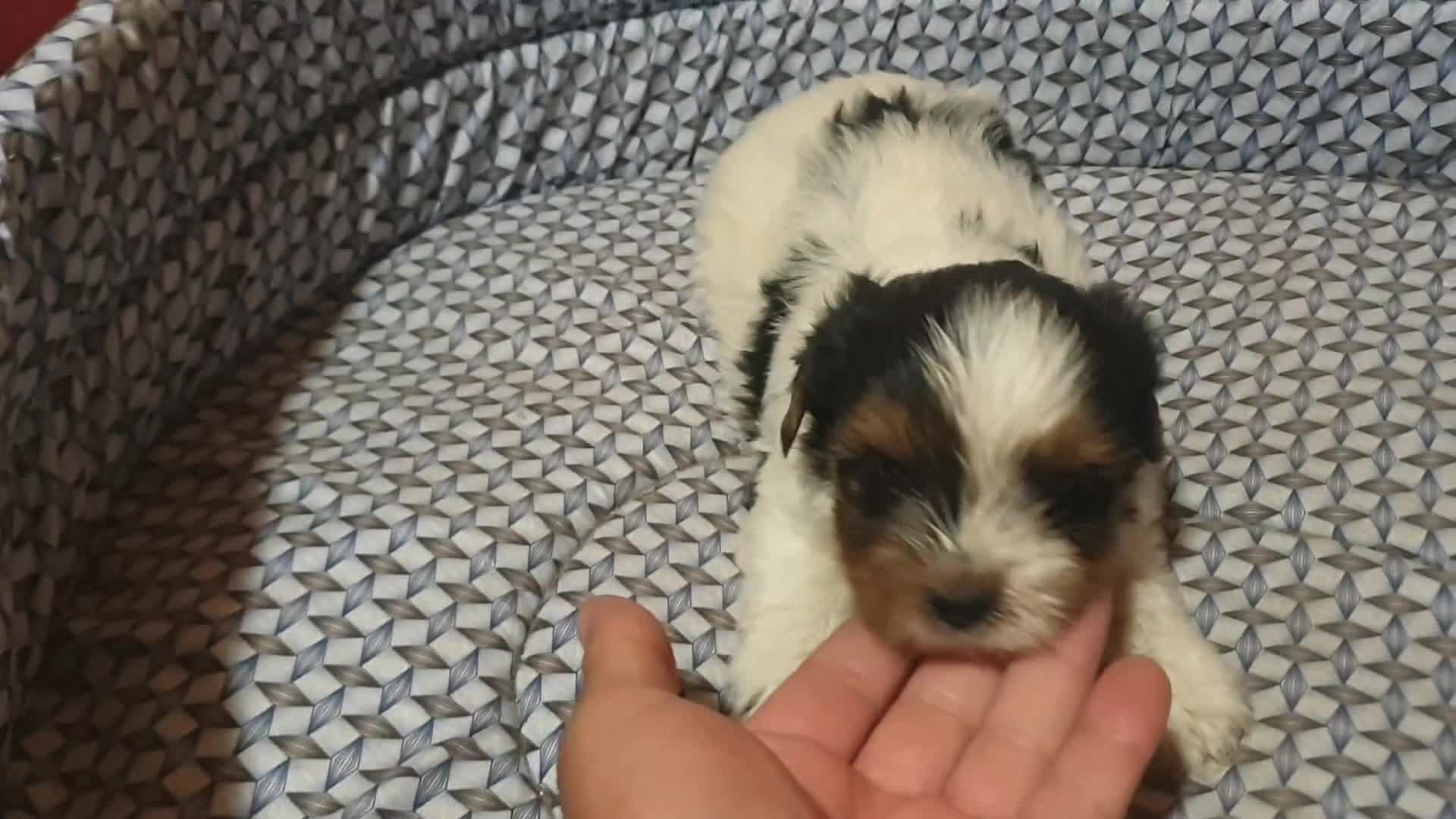 Biewer Yorkshire Terrier a la Pom Pon perros en venta: Biewer con pedigree - Video 1