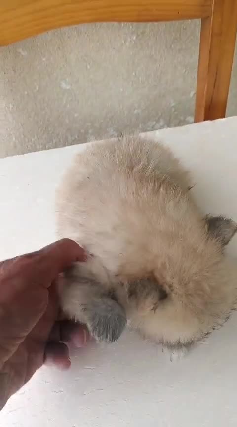Pomerania perros en venta: ECONÓMICOS Disponible Hembras y 2 macho POMERANIA - Video 1