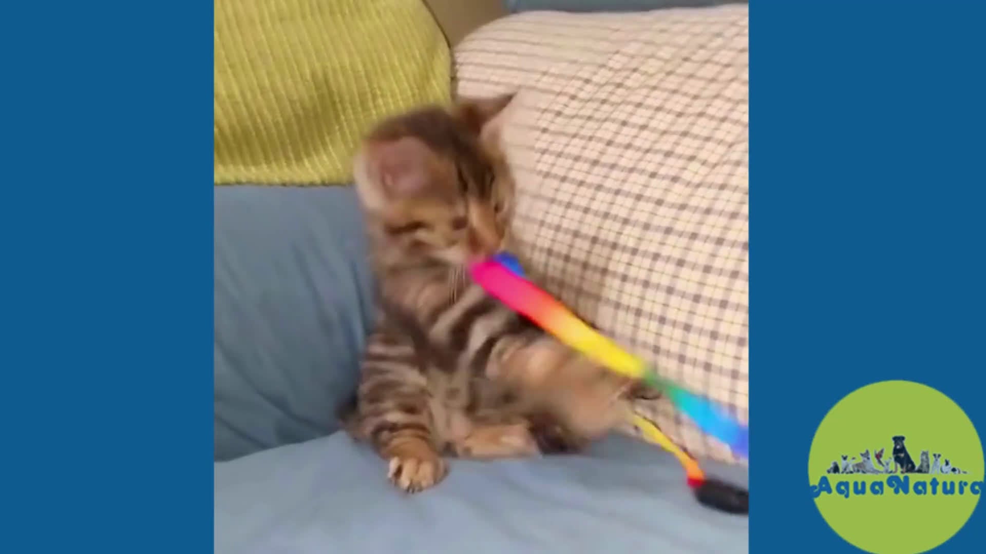 Bengalí gatos en venta: Bengali Macho AQUANATURA en Barcelona - Video 1