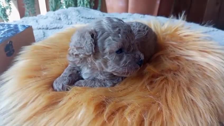 Caniche Toy perros en venta: Preciso caniche macho toy - Video 2