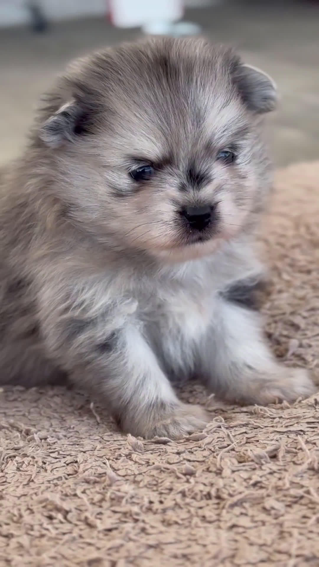 Pomerania perros en venta: 🐾 Prodigy y Roscón – Pomerania especiales 🐾 - Video 1