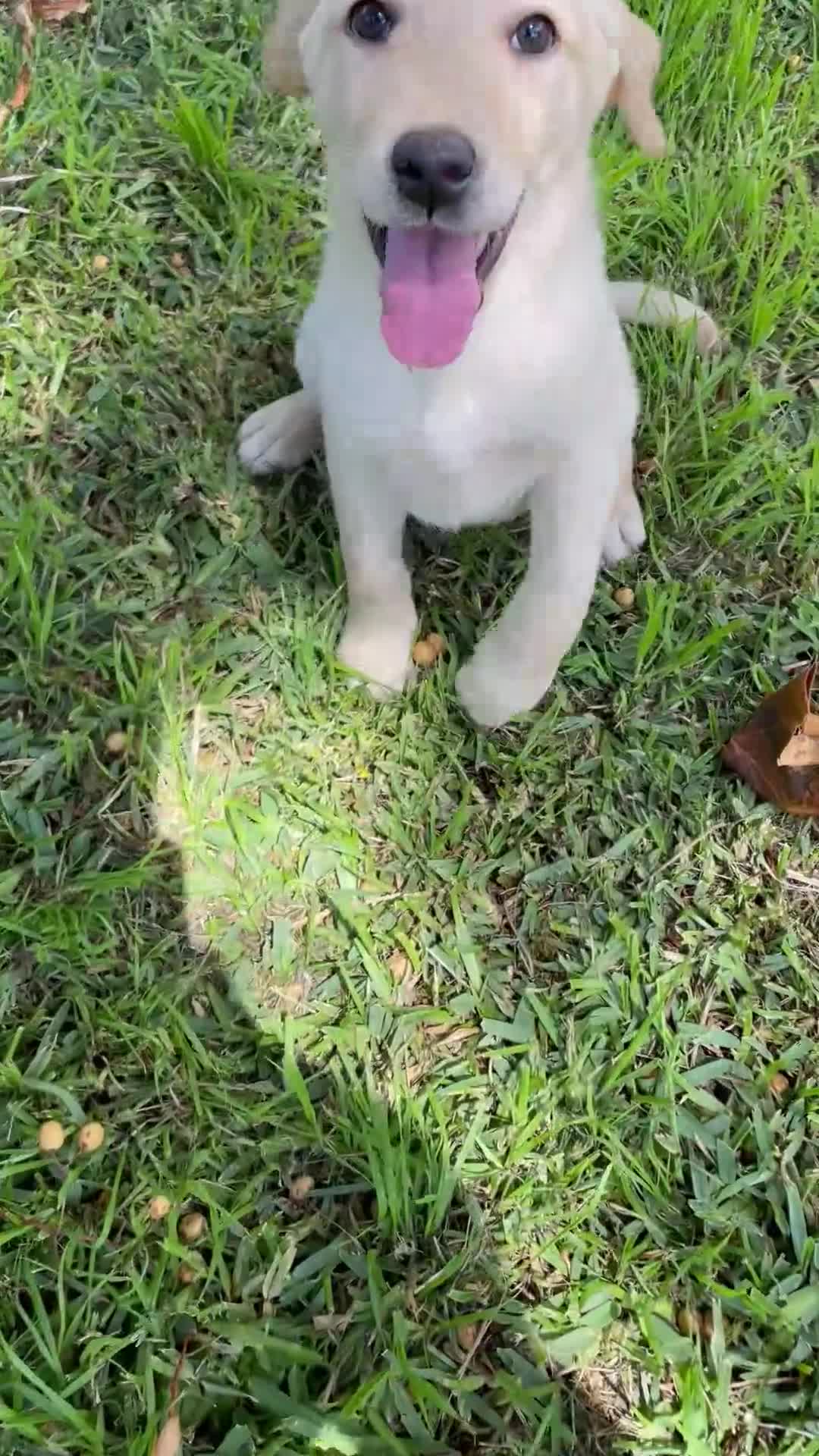 Labrador Retriever perros en venta: Labrador  - Video 2