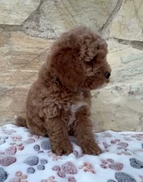 Caniche Toy perros en venta: Caniche toy - Video 4