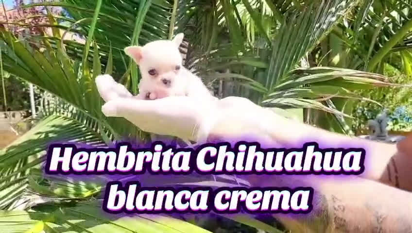 Chihuahua perros en venta: Chihuahuas espectaculares - Video 3