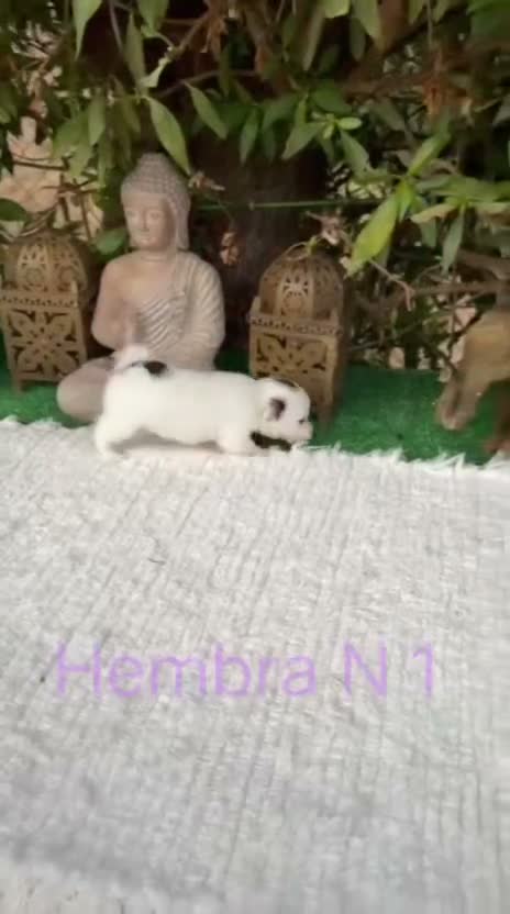 Jack Russell Terrier perros en venta: Jack Russell preciosos cachorros disponibles  - Video 1