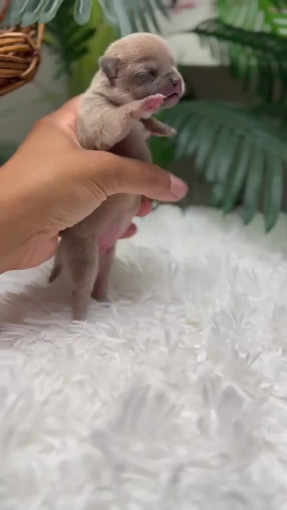 Chihuahua perros en venta: CHIHUAHUA HEMBRA - Video 1