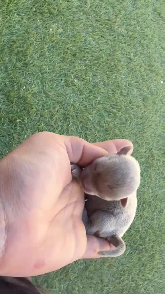 Chihuahua perros en venta: Chihuahuas exóticos toys cabeza de manzana - Video 3