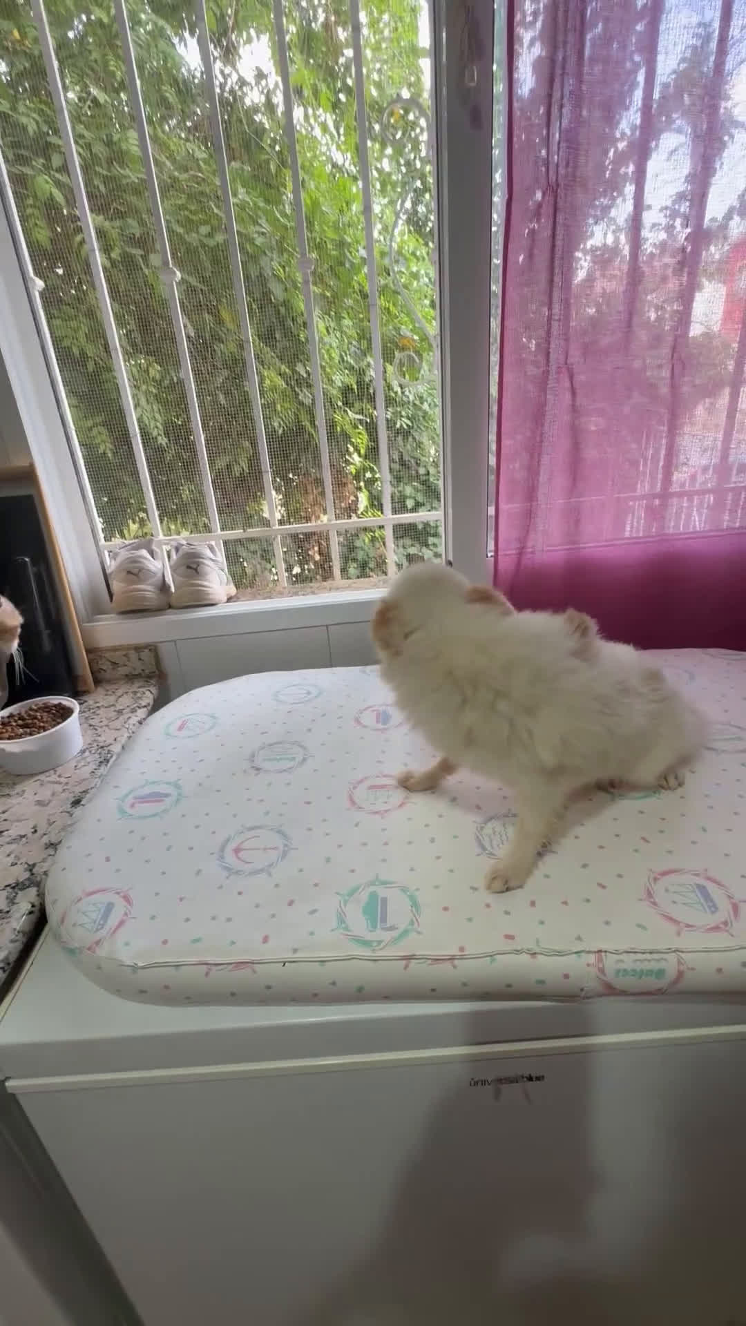 Pomchi perros en venta: Precioso pomchi - Video 1