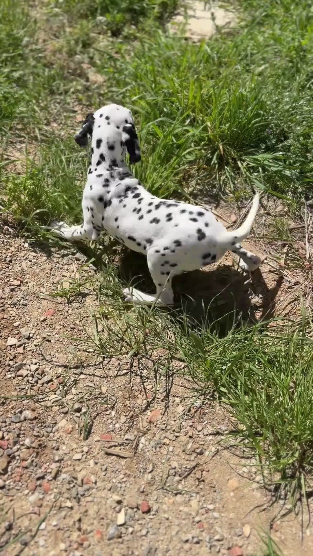 Dálmata perros en venta: Dálmata macho  - Video 3