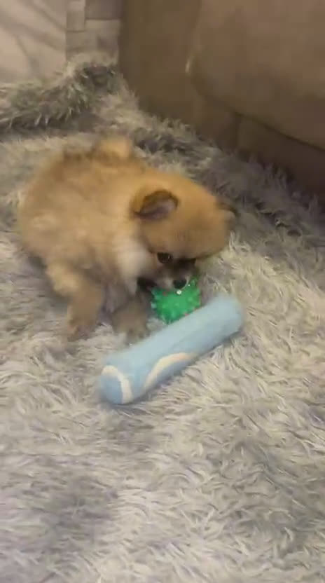 Pomerania perros en venta: Pomerania Toy super peludos muy buena morfología  - Video 4