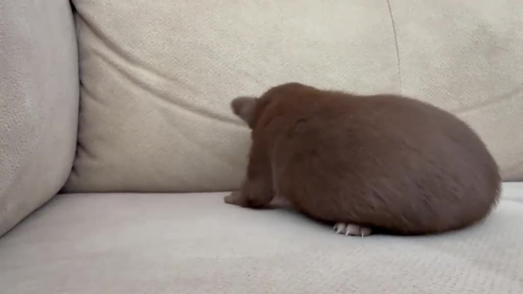 Chihuahua perros en venta: Machos chihuahuas exóticos rusos cabeza  manzana  - Video 2