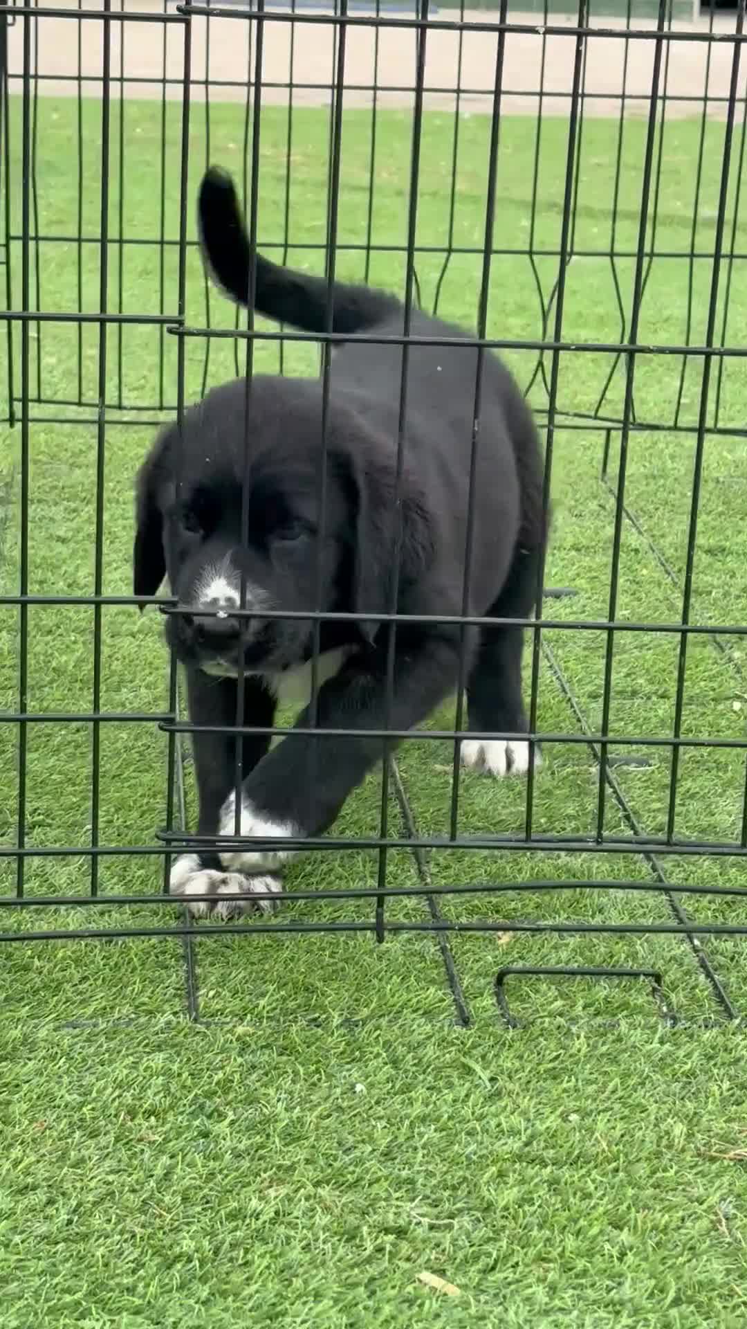 Pastor de Asia Central perros en venta: Cachorra Alabai padres importados - Video 1
