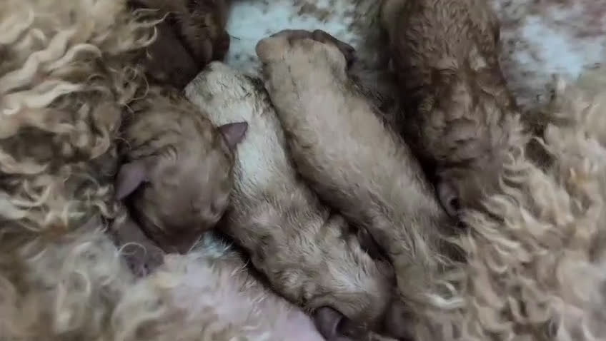 Caniche Gigante perros en venta: Caniches gigantes  - Video 1