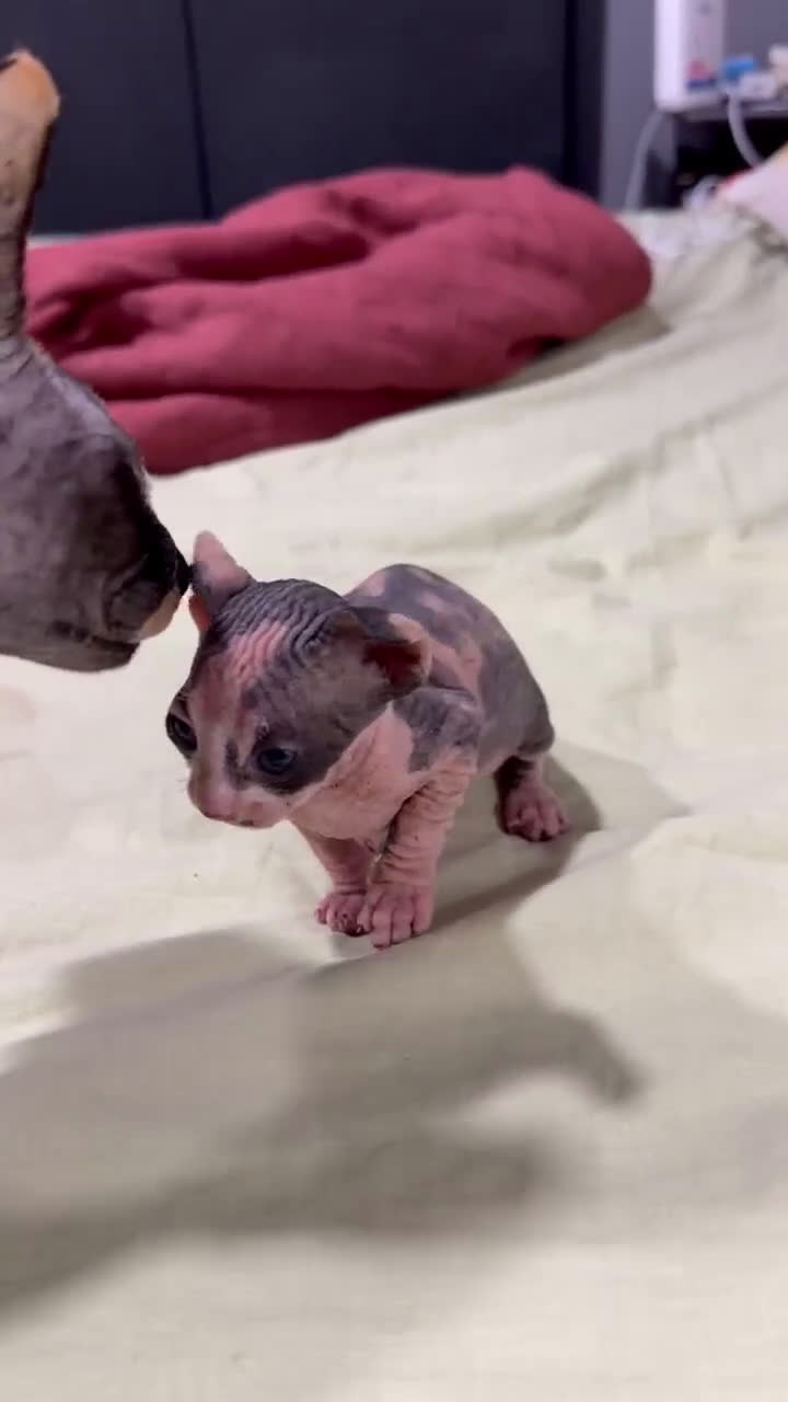 Sphynx gatos en venta: Preciosa cameda de ephynx - Video 1