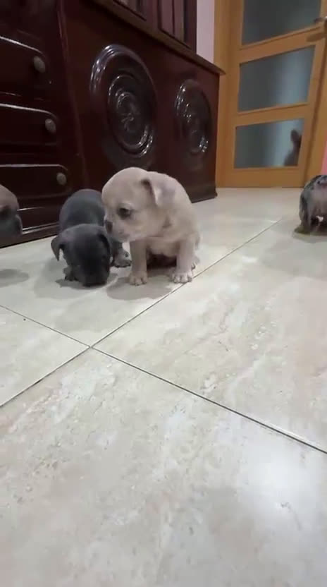 Bulldog Francés perros en venta: Bulldog francés  - Video 1