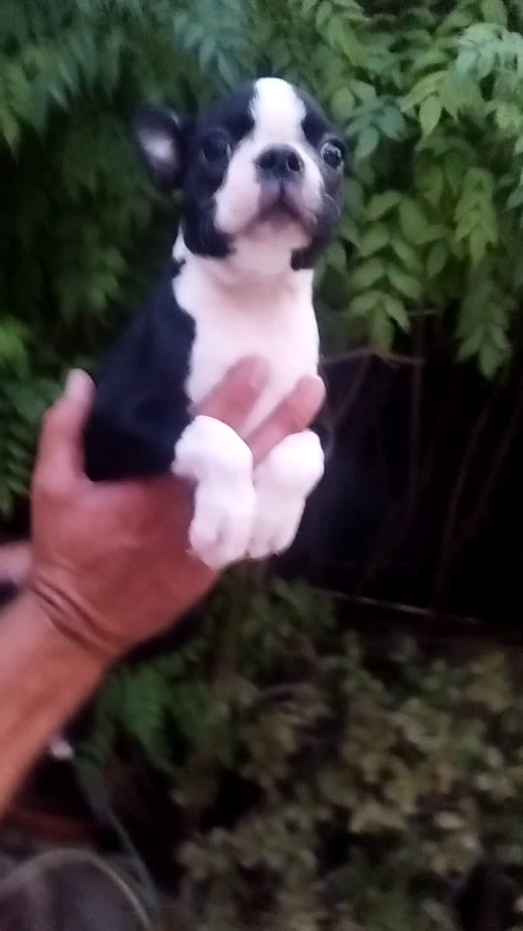 Boston Terrier perros en venta: BOSTON. CALIDAD Y SELECCIÓN  - Video 1