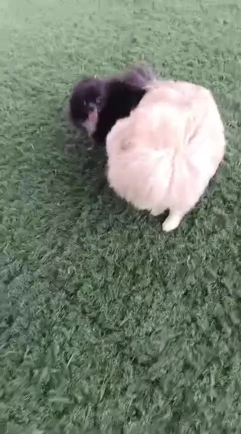 Pomerania perros en venta: Pomerania  - Video 3
