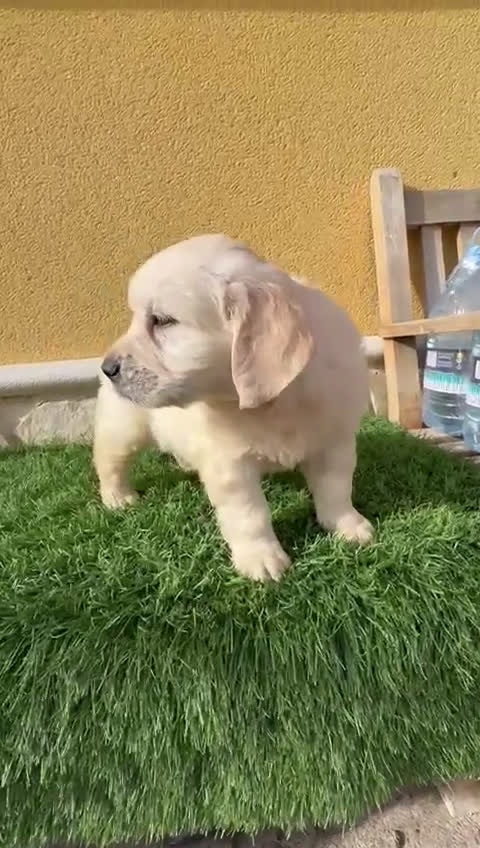 Golden Retriever perros en venta: Cachorros de Golden Retriever muy guapos   - Video 1