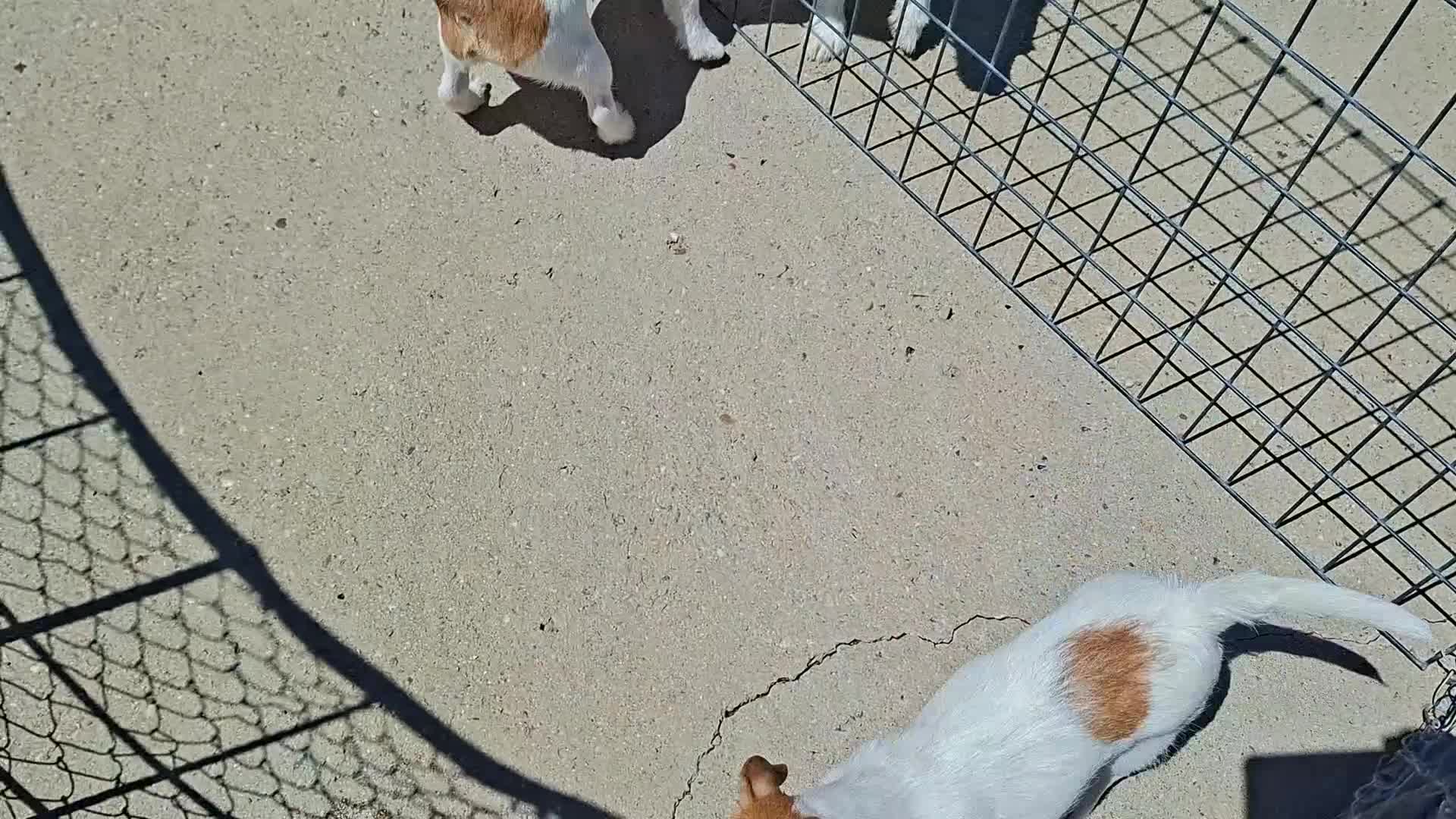 Jack Russell Terrier perros en venta: Jack Russell cachorros - Video 1