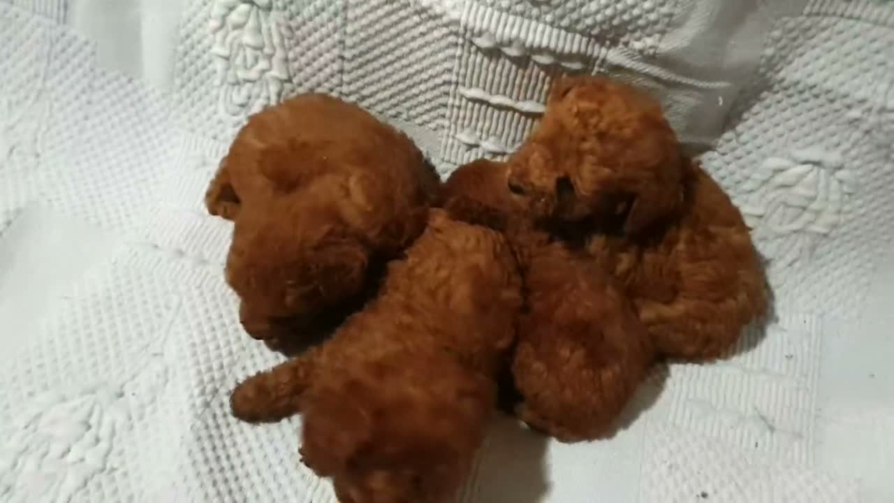 Caniche Toy perros en venta: Caniches toys rojos 50% asiaticos con pedigree - Video 1