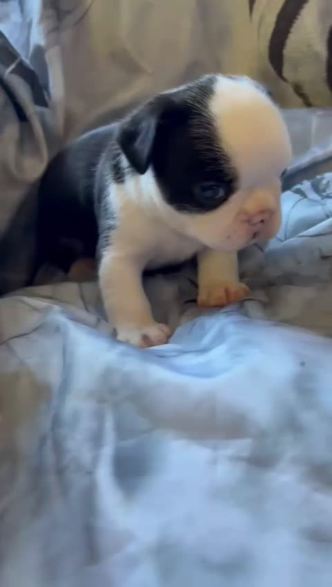 Bulldog Francés perros en venta: Bulldog francés de diversos colores  - Video 1