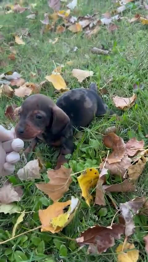 Teckel Miniatura perros en venta: Tecleo mini  - Video 1