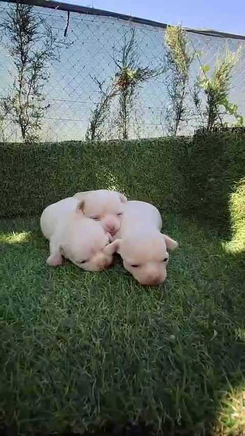 Chihuahua perros en venta: CHIHUAHUAS - Video 1