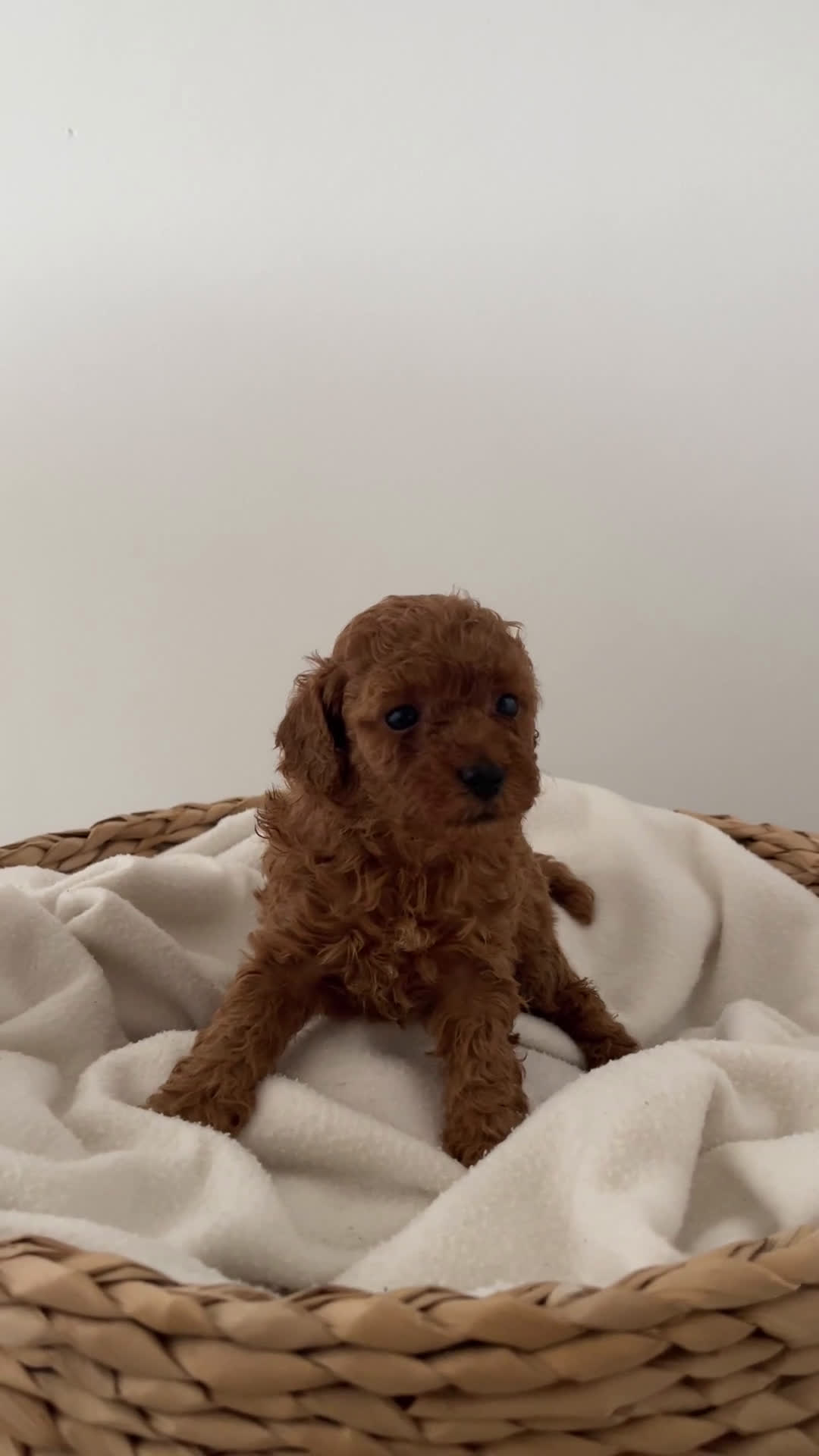 Caniche Toy perros en venta: Caniche toy hembra - Video 1