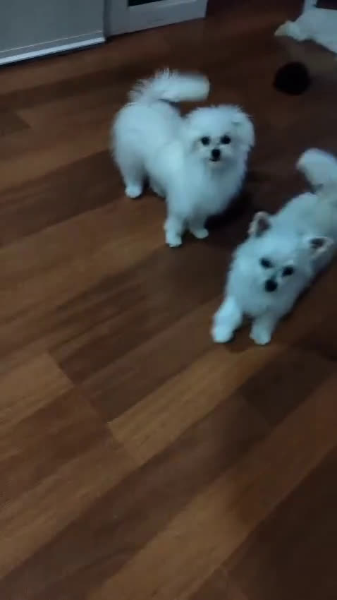 Otras razas perros en venta: Cachorro de Maltipom en Segovia - Video 2