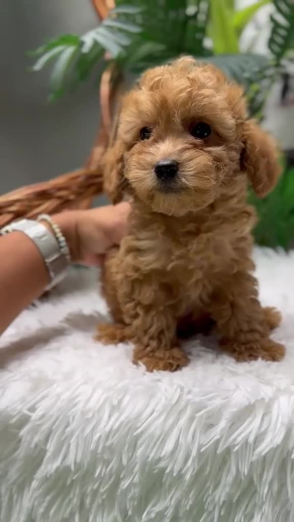 Caniche Toy perros en venta: CANICHE TOY - Video 1