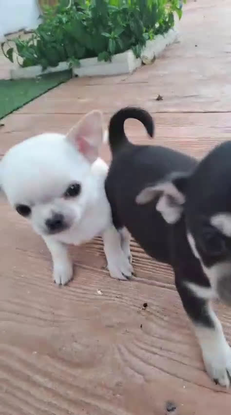 Chihuahua perros en venta: IMPRESIONANTES CHIHUAHUAS MINI TOYS en Murcia - Video 2