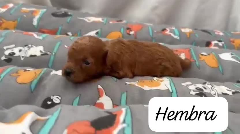 Caniche Toy perros en venta: Machos y hembras de caniche toy en Badajoz - Video 1