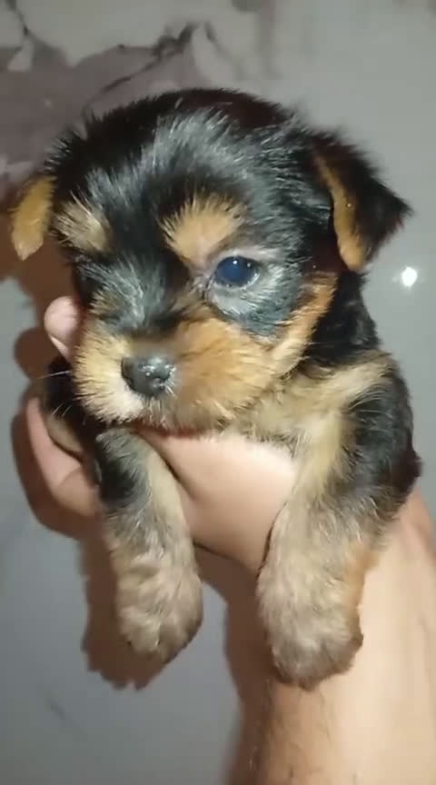Yorkshire Terrier perros en venta: Yorkshire terrier Toy Machos preciosos  - Video 2