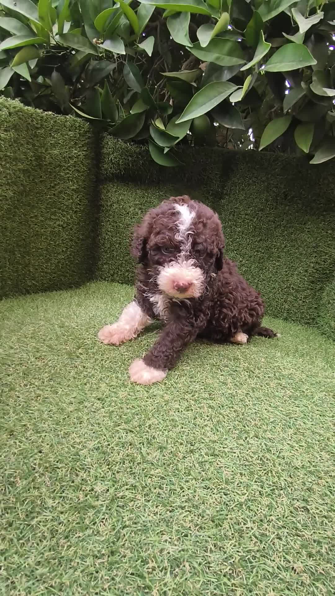 Perro de Agua Español perros en venta: preciosa camada perros agua  chocolates y blancos  - Video 3