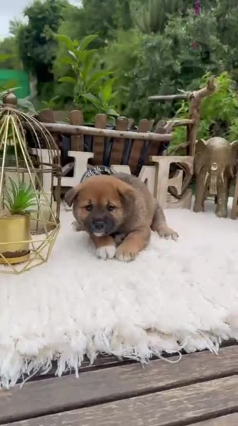 Shiba Inu perros en venta: Shiba Inu preciosos bebes Rojos  - Video 3