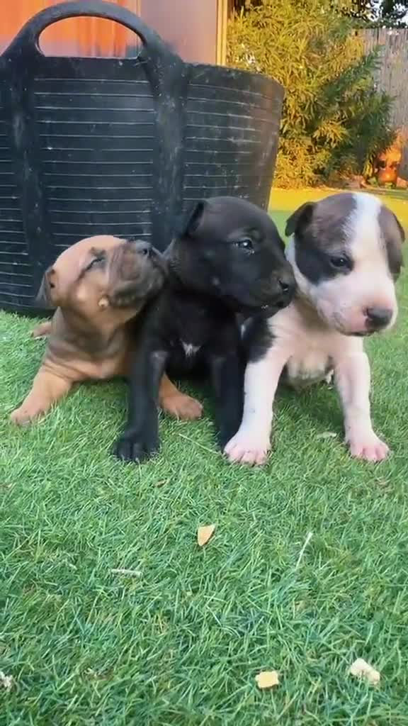 American Pit Bull Terrier perros en venta: Disponibles Pitbull XL - Video 3