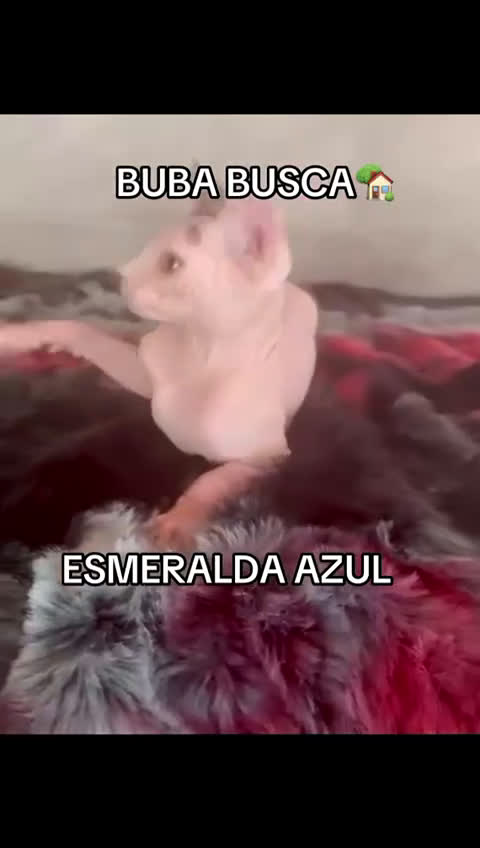 Sphynx gatos en venta: Sphynx únicos 💙💙💙 - Video 3