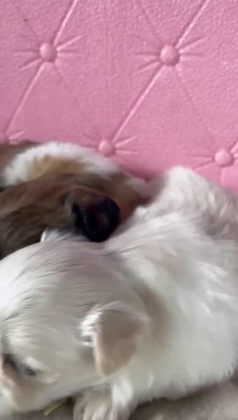 Shih Tzu perros en venta: Shih tzu hembras y macho para reservar!! - Video 1