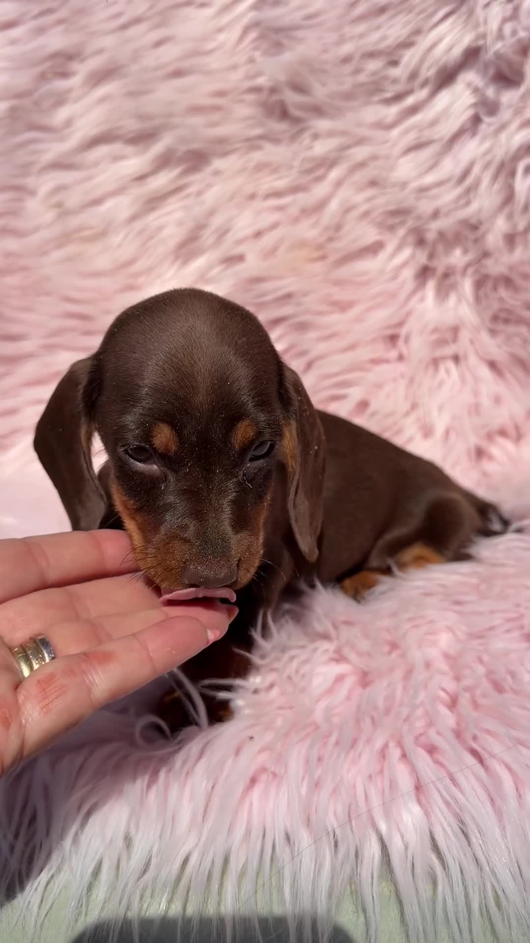 Teckel Miniatura perros en venta: Teckel mini chocolate hembra  - Video 1