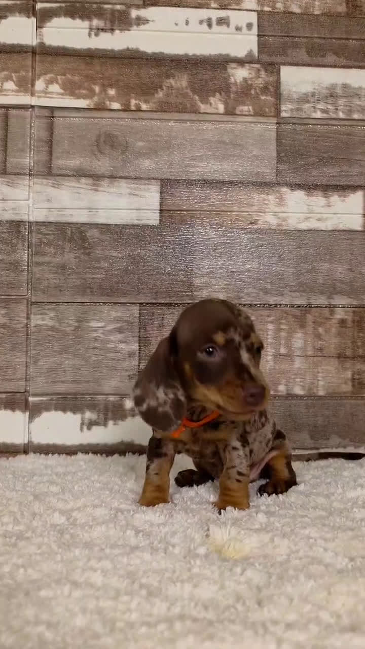 Teckel perros en venta: TECKEL MINIATURA Y KANINCHEN - Video 3