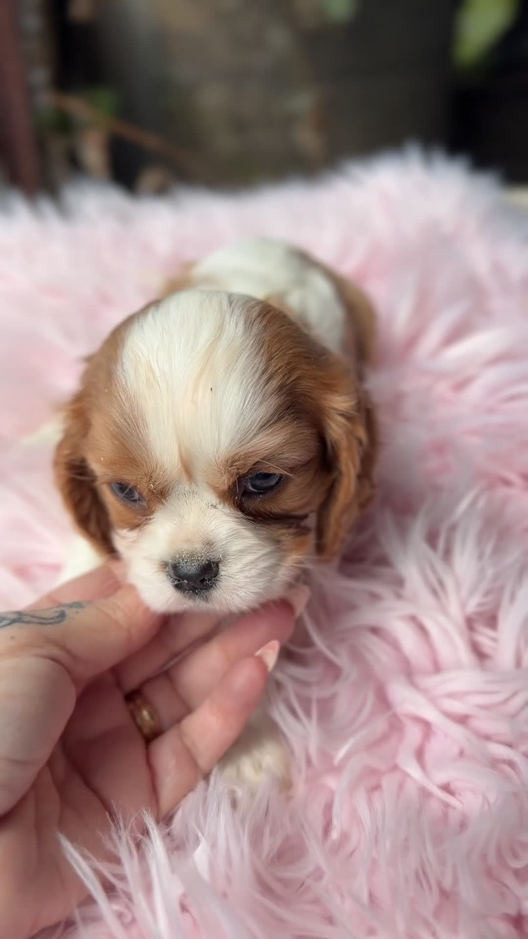 Cavalier King Charles Spaniel perros en venta: Cavalier hembra Blenheim - Video 1