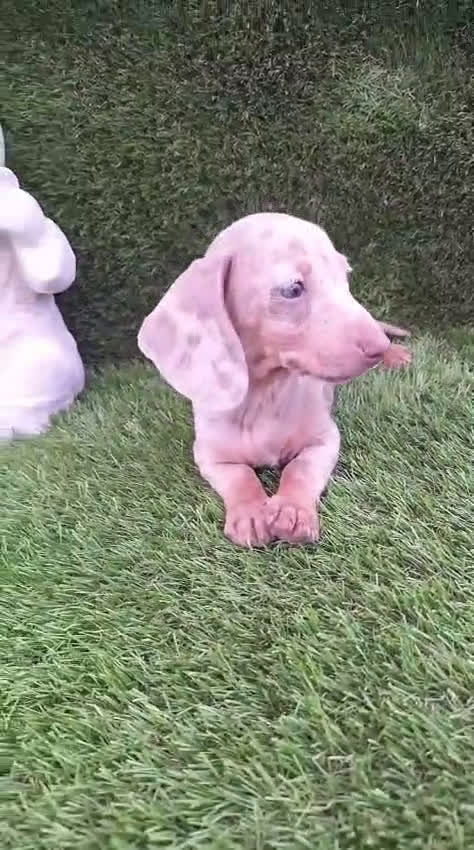 Teckel perros en venta: Teckel Mini Arlequin Isabello - Video 1