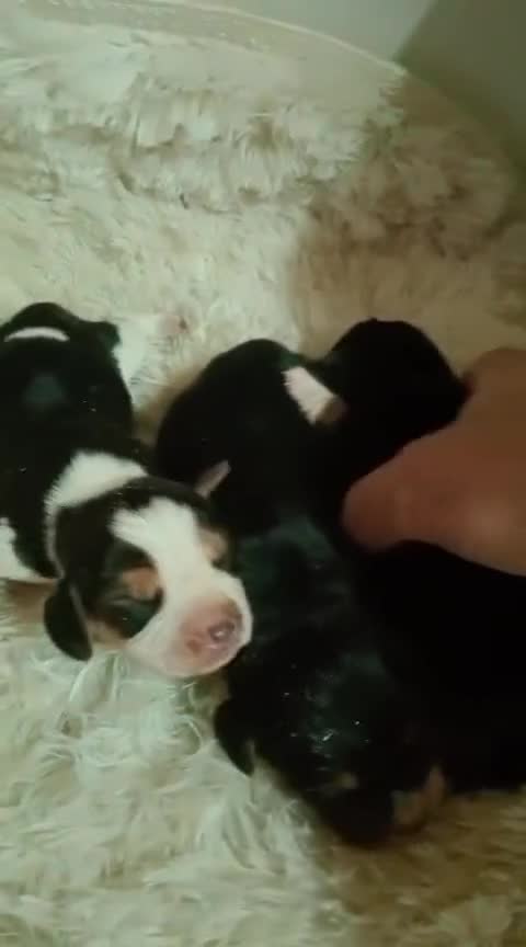 Beagle perros en venta: Beagle - Video 1